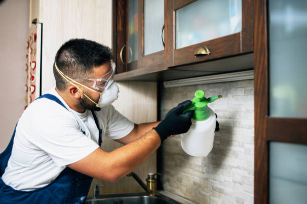 Best Affordable Pest Control Services  in Diberville, MS
