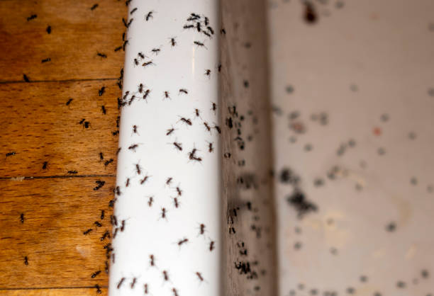 Best Pest Control Near Me  in Diberville, MS