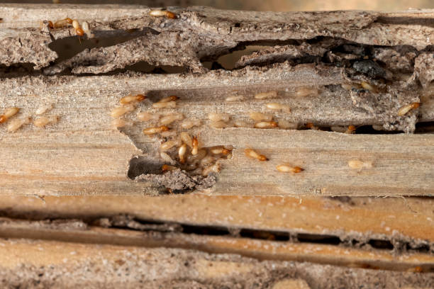 Best Exterminator Services  in Diberville, MS